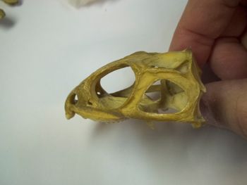 Media type: image;   Herpetology R-4702